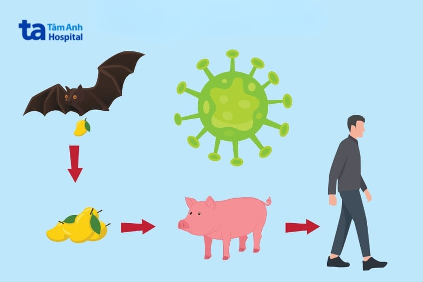 Cục Quân y hướng dẫn phòng, chống bệnh do virus Nipah